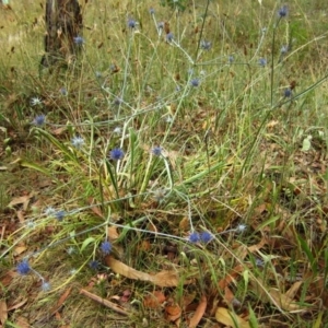 Eryngium ovinum at Cook, ACT - 21 Dec 2015