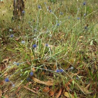 Eryngium ovinum (Blue Devil) at Cook, ACT - 21 Dec 2015 by CathB