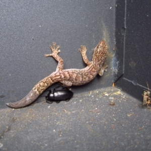 Christinus marmoratus at Cook, ACT - 21 Dec 2015