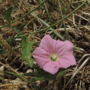 Convolvulus angustissimus subsp. angustissimus at Gordon, ACT - 4 Nov 2015