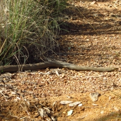 Pseudonaja textilis (Eastern Brown Snake) at Aranda Bushland - 17 Mar 2012 by CathB