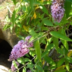 Buddleja davidii (Buddleja, Buddleia, Butterfly Bush) at Fadden Hills Pond - 18 Dec 2015 by RyuCallaway