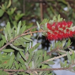 Callistemon citrinus (Crimson Bottlebrush) at Gordon, ACT - 4 Nov 2015 by MichaelBedingfield