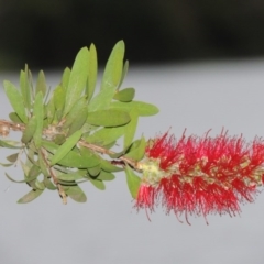 Callistemon citrinus at Gordon, ACT - 4 Nov 2015 07:26 PM