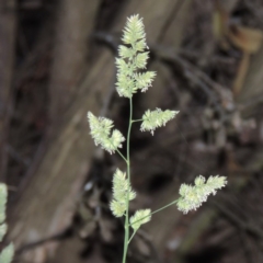 Dactylis glomerata (Cocksfoot) at Gordon, ACT - 4 Nov 2015 by michaelb