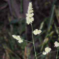 Dactylis glomerata at Gordon, ACT - 4 Nov 2015