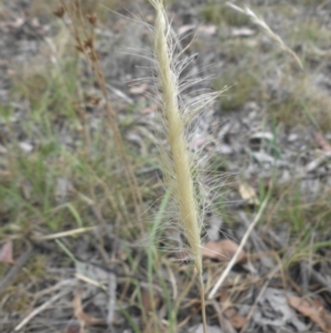 Dichelachne crinita at Campbell, ACT - 22 Dec 2015