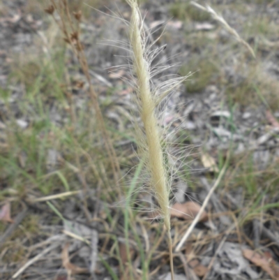 Dichelachne crinita (Long-hair Plume Grass) at Campbell, ACT - 21 Dec 2015 by SilkeSma