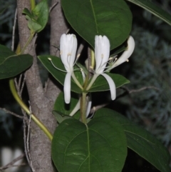 Lonicera japonica (Japanese Honeysuckle) at Point Hut Pond - 4 Nov 2015 by michaelb