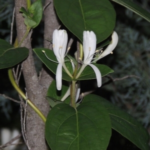 Lonicera japonica at Gordon, ACT - 4 Nov 2015