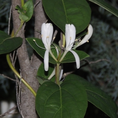 Lonicera japonica (Japanese Honeysuckle) at Gordon, ACT - 4 Nov 2015 by michaelb