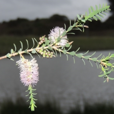 Melaleuca decussata (Cross-leaf Honey-myrtle or Totem Poles) at Point Hut Pond - 4 Nov 2015 by michaelb