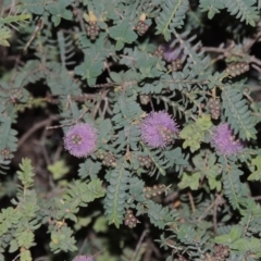 Melaleuca decussata at Gordon, ACT - 4 Nov 2015 07:33 PM