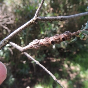 Melaleuca decussata at Gordon, ACT - 4 Nov 2015 07:33 PM