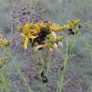 Hypericum perforatum at Tennent, ACT - 10 Nov 2014