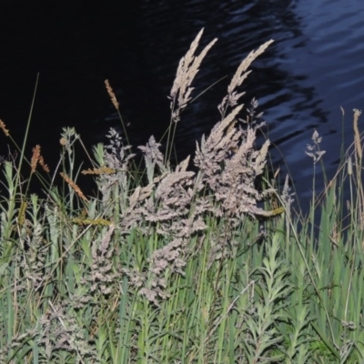 Holcus lanatus (Yorkshire Fog) at Point Hut Pond - 4 Nov 2015 by michaelb