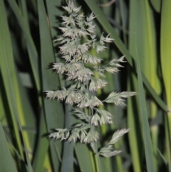 Holcus lanatus at Gordon, ACT - 4 Nov 2015