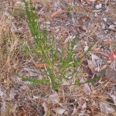 Cytisus scoparius subsp. scoparius (Scotch Broom, Broom, English Broom) at Hackett, ACT - 22 Nov 2015 by waltraud