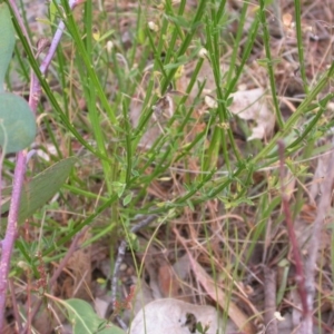 Cytisus scoparius subsp. scoparius at Hackett, ACT - 23 Nov 2015