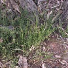 Cytisus scoparius subsp. scoparius (Scotch Broom, Broom, English Broom) at Watson, ACT - 10 Dec 2015 by waltraud