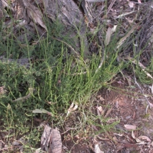 Cytisus scoparius subsp. scoparius at Watson, ACT - 11 Dec 2015