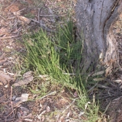 Cytisus scoparius subsp. scoparius at Watson, ACT - 11 Dec 2015