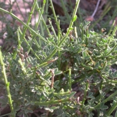 Cytisus scoparius subsp. scoparius at Watson, ACT - 11 Dec 2015 12:00 AM