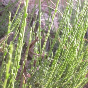 Cytisus scoparius subsp. scoparius at Watson, ACT - 11 Dec 2015 12:00 AM