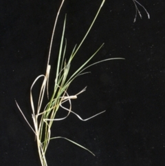 Agrostis venusta (Graceful Bent) at Namadgi National Park - 2 Feb 1988 by MichaelBedingfield