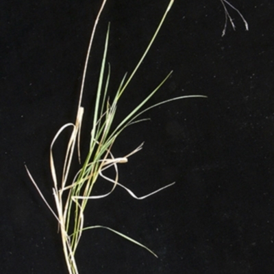 Agrostis venusta (Graceful Bent) at Cotter River, ACT - 2 Feb 1988 by MichaelBedingfield