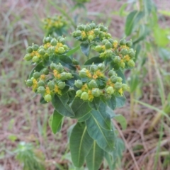 Euphorbia oblongata (Egg-leaf Spurge) at Gordon, ACT - 17 Nov 2015 by MichaelBedingfield