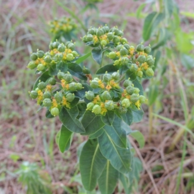 Euphorbia oblongata (Egg-leaf Spurge) at Point Hut Pond - 17 Nov 2015 by michaelb