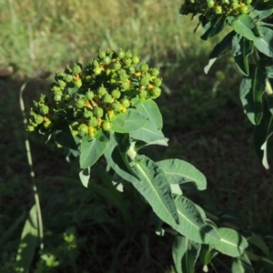 Euphorbia oblongata at Gordon, ACT - 17 Nov 2015 06:59 PM