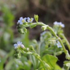 Myosotis laxa subsp. caespitosa (Water Forget-me-not) at Point Hut Pond - 17 Nov 2015 by michaelb