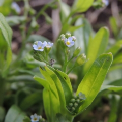 Myosotis laxa subsp. caespitosa at Gordon, ACT - 17 Nov 2015