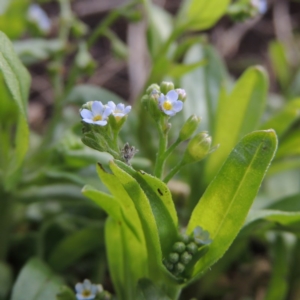 Myosotis laxa subsp. caespitosa at Gordon, ACT - 17 Nov 2015