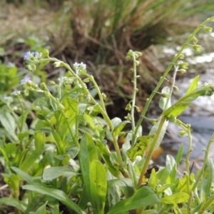 Myosotis laxa subsp. caespitosa at Gordon, ACT - 17 Nov 2015