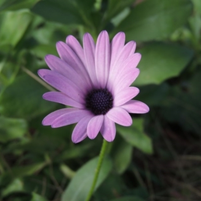 Dimorphotheca ecklonis (South African Daisy) at Point Hut Pond - 17 Nov 2015 by michaelb