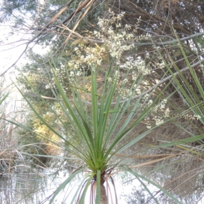 Cordyline sp. (Cordyline) at Gordon, ACT - 17 Nov 2015 by michaelb