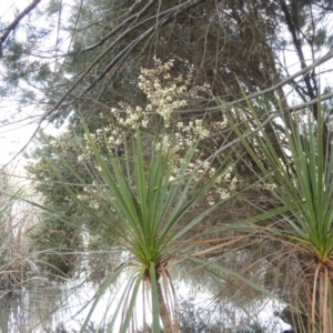 Cordyline sp. at Gordon, ACT - 17 Nov 2015