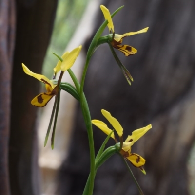 Diuris sulphurea (Tiger Orchid) at Tennent, ACT - 22 Nov 2015 by KenT