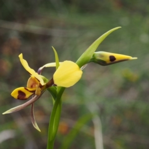 Diuris sulphurea at Tennent, ACT - 22 Nov 2015