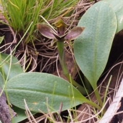 Chiloglottis sp. aff. valida at Cotter River, ACT - 3 Dec 2015