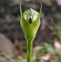 Pterostylis monticola (Large Mountain Greenhood) at Cotter River, ACT - 3 Dec 2015 by KenT