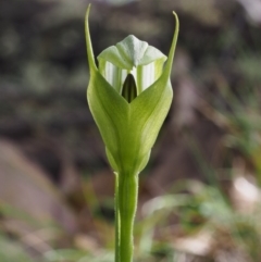 Pterostylis monticola (Large Mountain Greenhood) at Cotter River, ACT - 2 Dec 2015 by KenT