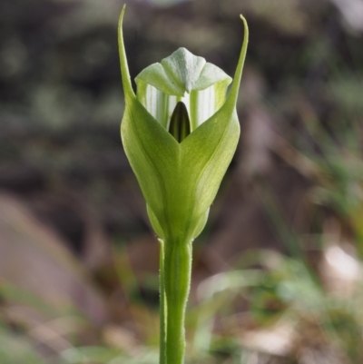 Pterostylis monticola (Large Mountain Greenhood) at Cotter River, ACT - 3 Dec 2015 by KenT