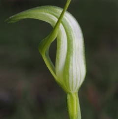 Pterostylis monticola at Cotter River, ACT - suppressed