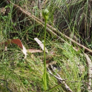 Pterostylis monticola at Cotter River, ACT - suppressed