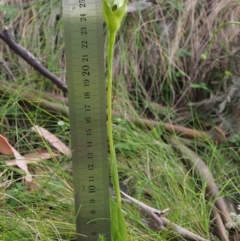 Pterostylis monticola at Cotter River, ACT - suppressed