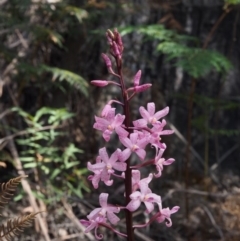 Dipodium roseum (Rosy Hyacinth Orchid) at Lower Cotter Catchment - 23 Dec 2015 by KenT